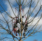The Poison Tree&nbsp;&mdash;&nbsp;2012