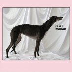 Flat Worms — 2017