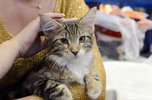 Выставка кошек «Кубок Урала — 2013» в ТРЦ «Карнавал» — Афиша — Вебург