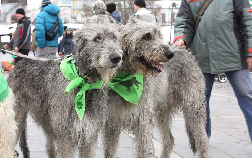День Святого Патрика ирландский терьер. Парад собак на день Святого Патрика. Выставка парад собак. Парад собак на букву д. Пес парад