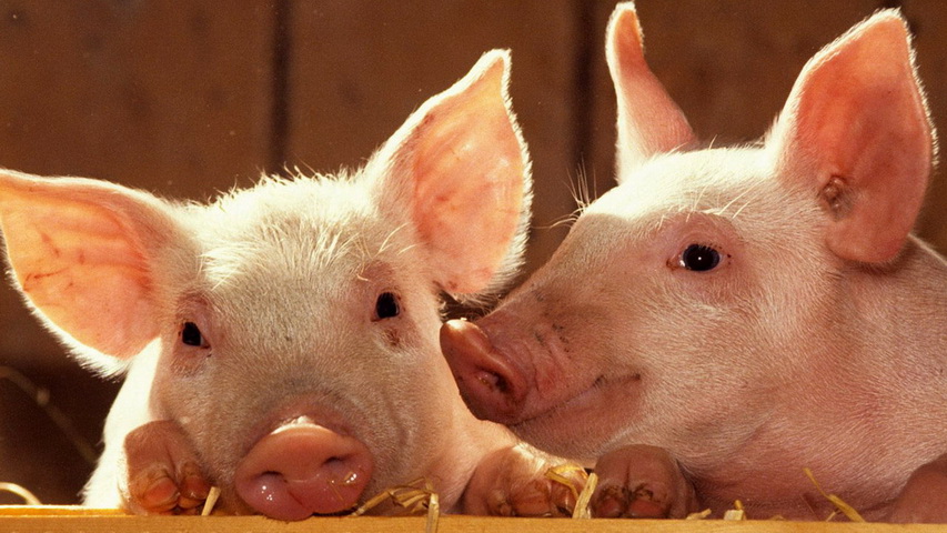 ��������. ���� � ����� zastavki.com