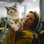 Выставка кошек Wild Wild Cats 2014 в Екатеринбурге, фото 30