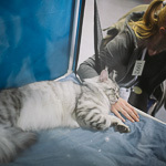 Выставка кошек Wild Wild Cats 2014 в Екатеринбурге, фото 31
