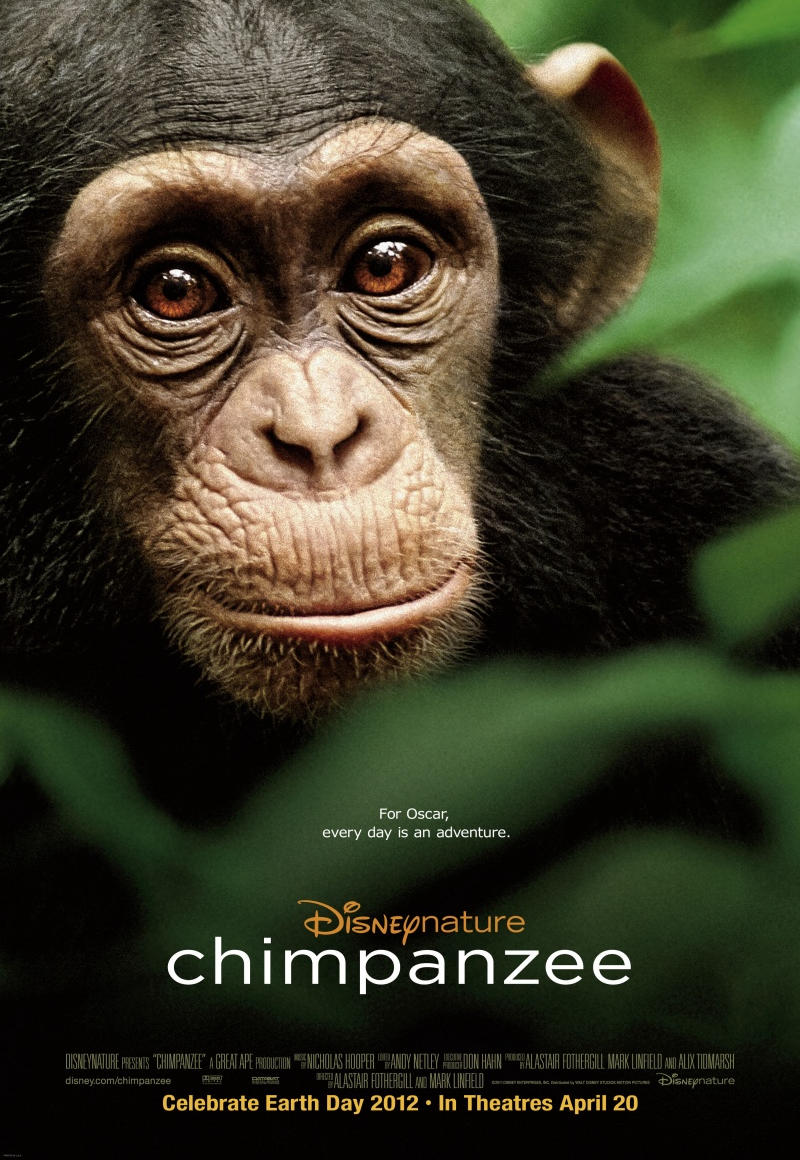 Шимпанзе. Обложка с сайта bolero.ru