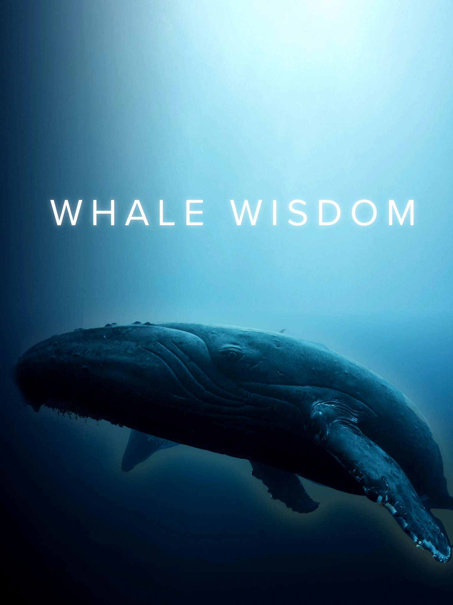 Мудрость китов. Обложка с сайта radikal.ru
