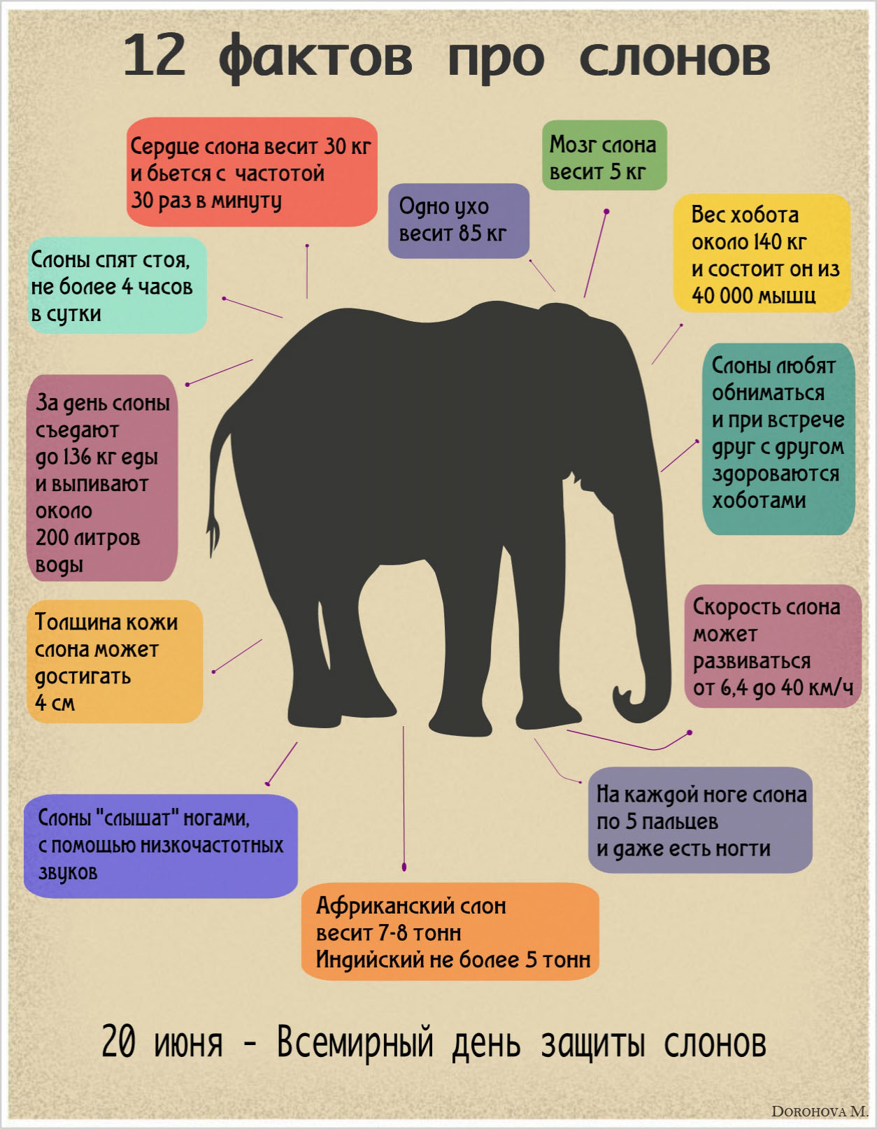 Индийская пословица когда слон. Слон факты для детей. Интересные факты о слоне 1 класс. Факты про слонов. Интересные факты о слонах.